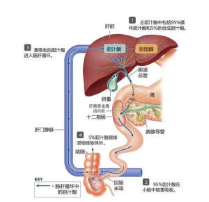 胆汁酸