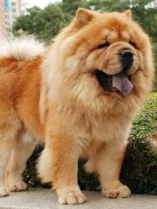 松狮犬