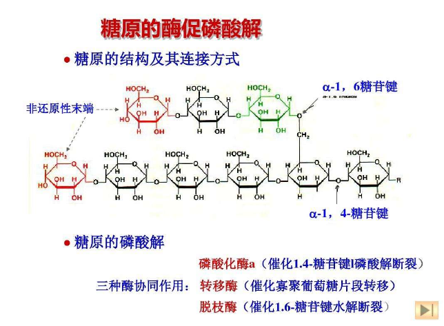 编辑3基本原理糖原的分子结构与支链淀粉相似