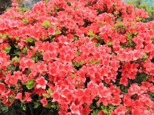 芹山主峰上