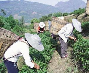 文山包种茶