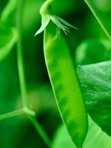 荷兰豆