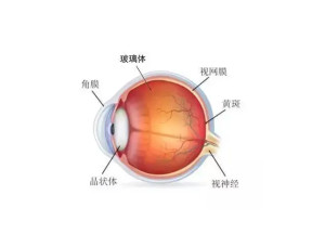 玻璃体