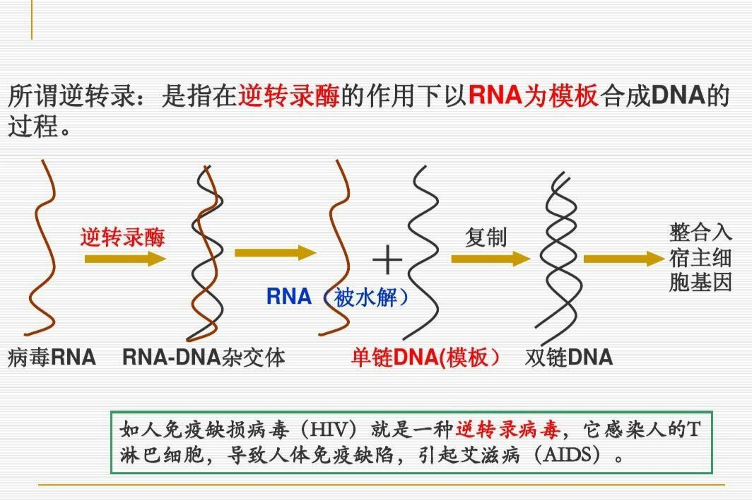 反转录酶(依赖RNA 的DNA 聚合酶)_搜狗百科