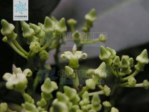 萝藦科植物