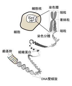 端粒的位置