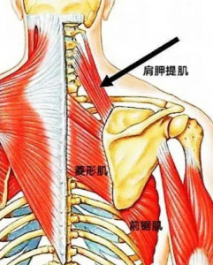 肩胛提肌