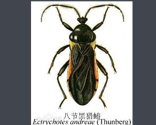 八节黑猎蝽