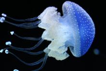 浮游生物