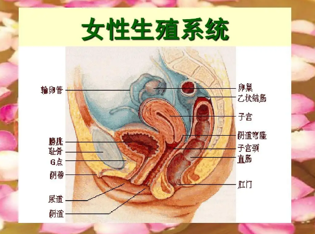 生殖系统正面图片