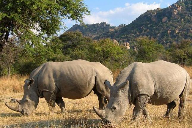 白犀 动物 搜狗百科