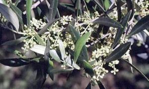 油橄榄花枝