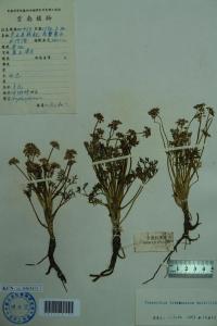 瘤果芹属图册