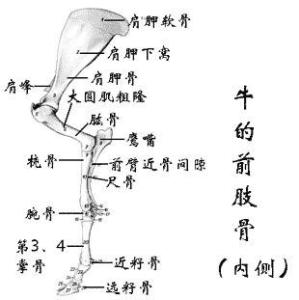 牛的前肢骨