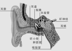 耳部结构