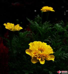 夏菊