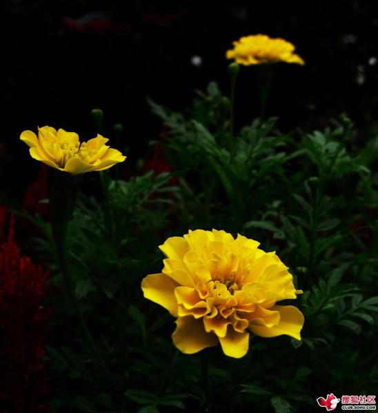 夏菊 菊科的植物 搜狗百科