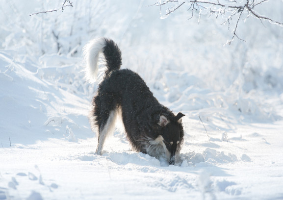 苏俄猎狼犬 犬科哺乳动物 搜狗百科