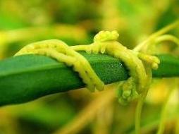 菟丝子