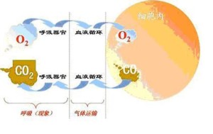 细胞呼吸 分子生物学概念 搜狗百科