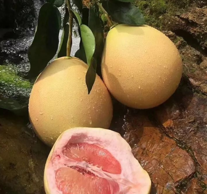 琯溪蜜柚