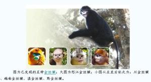 缅甸金丝猴图册
