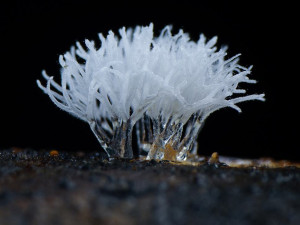 粘菌