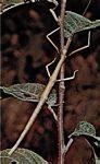 普通竹节虫(Diapheromera femorata)