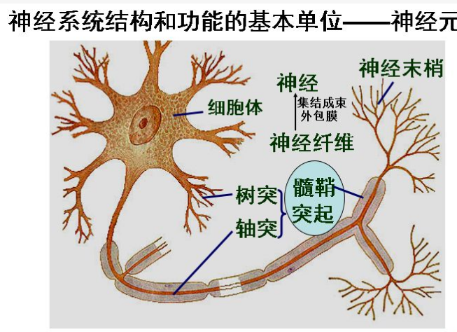 有髓神经纤维结构图图片