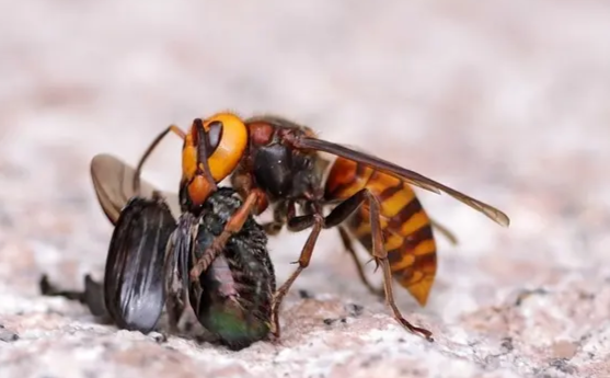 金环胡蜂
