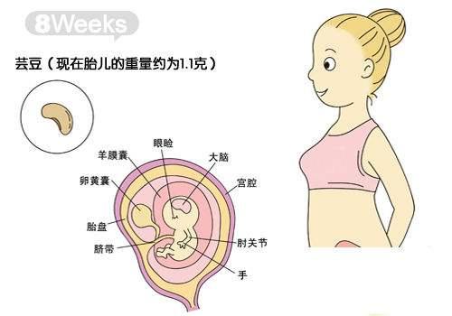 添加义项 同义词  收藏 分享 编辑词条 中文名 怀孕8周  胎儿身长 2