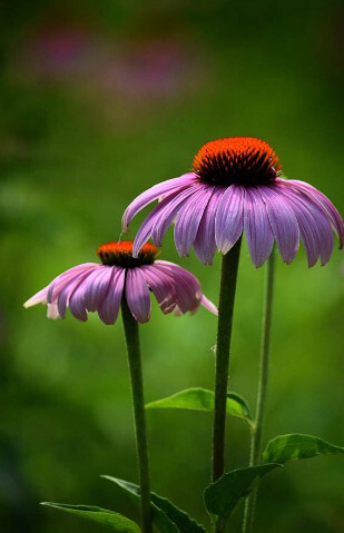 松果菊 菊科菊属植物 搜狗百科