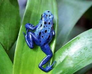 钴蓝箭毒蛙,dendrobates azureus,树棘蛙科丛蛙属的一个物种,是一种有