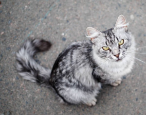 虎斑猫