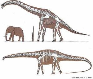 蜥脚类恐龙是一种草食恐龙