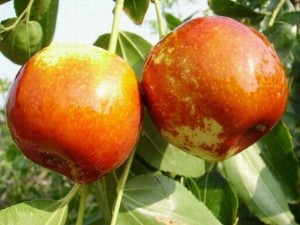 赞皇金丝枣