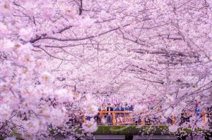 东京樱花