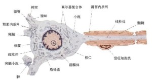 神经元模拟图