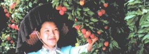 常平镇农业