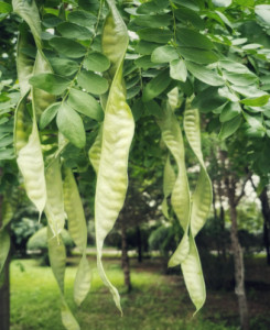 皂荚树