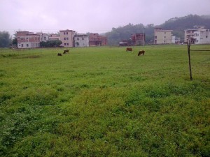 清新的陆河