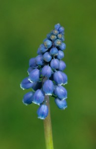 葡萄风信子