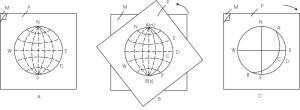 图6 P-透明纸 M-吴氏网