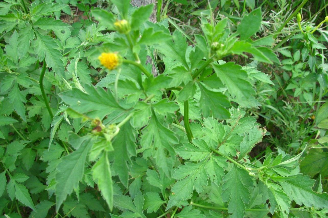 三叶鬼针草 菊科鬼针草属植物 搜狗百科