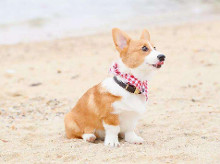 威尔斯柯基犬