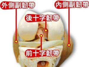 十字韧带