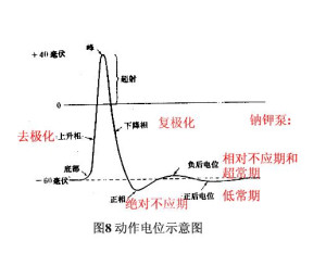 动作电位