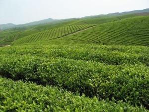 正安县茶园