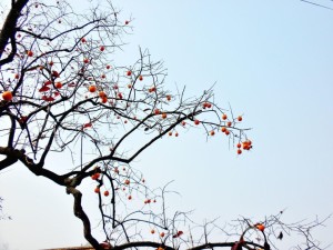 赞皇山