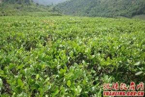 三渡水村碧香早插穗母本园